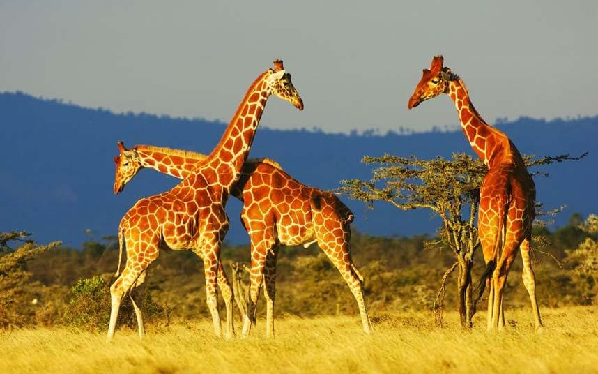safari_kenya