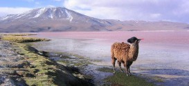 05_llama_en_la_laguna_colorada_bolivia.jpg