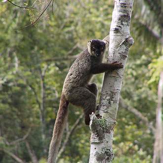 Λεμούριος Νήσος - Πανόραμα Κλασικής Μαδαγασκάρης