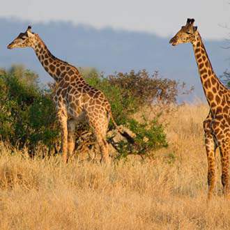Τανζανία - Εξωτική Ζανζιβάρη - Σαφάρι σε 4 Εθνικά Πάρκα