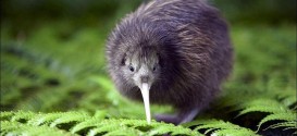 02_Kiwi-are-flightless-birds-endemic-to-new-zealand.jpg